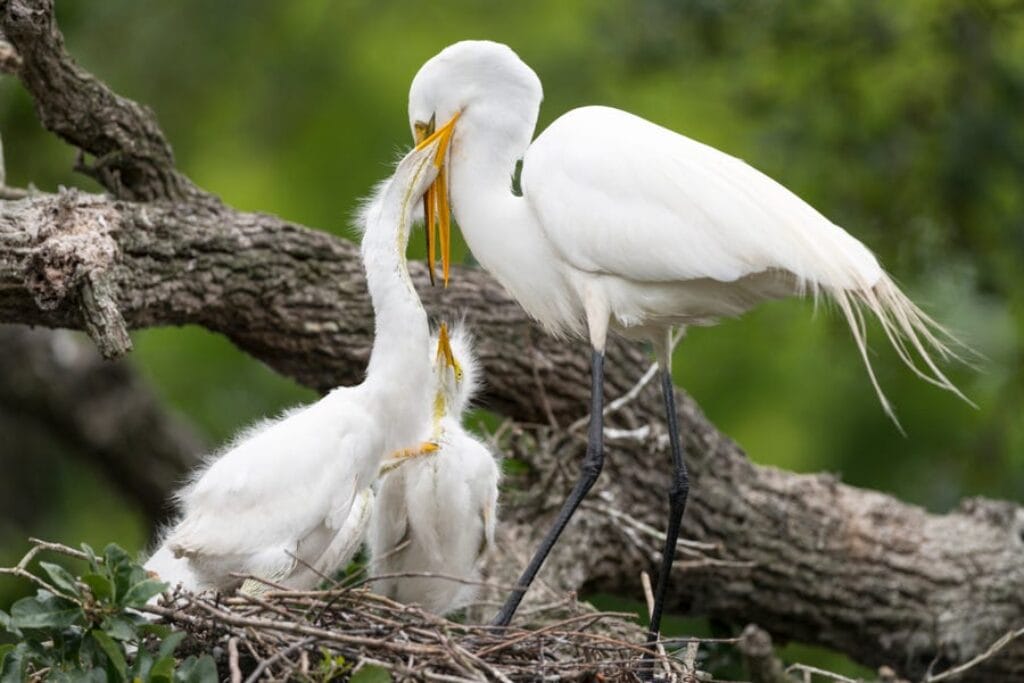 Czaple męskie i żeńskie pomagają w inkubacji jaj w gnieździe.
